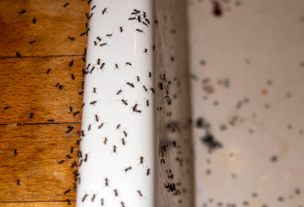 Kootenai, ID Pest Control Company